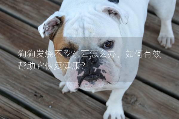 狗狗发烧不吃东西怎么办，如何有效帮助它恢复健康？