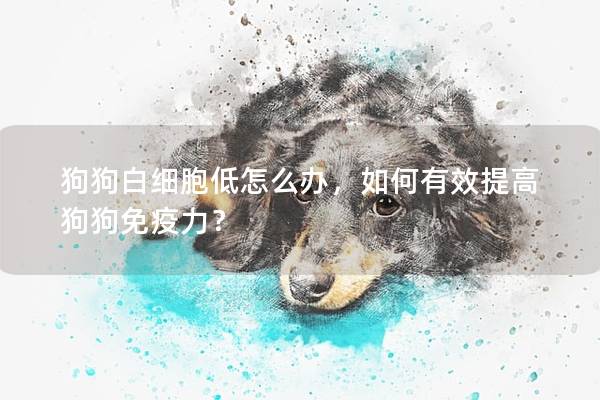 狗狗白细胞低怎么办，如何有效提高狗狗免疫力？