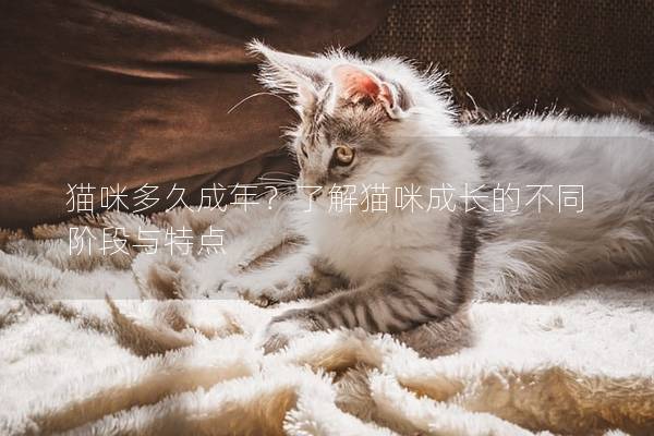 猫咪多久成年？了解猫咪成长的不同阶段与特点