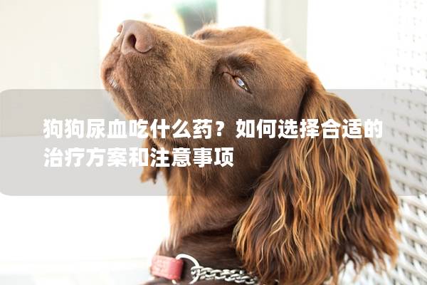 狗狗尿血吃什么药？如何选择合适的治疗方案和注意事项
