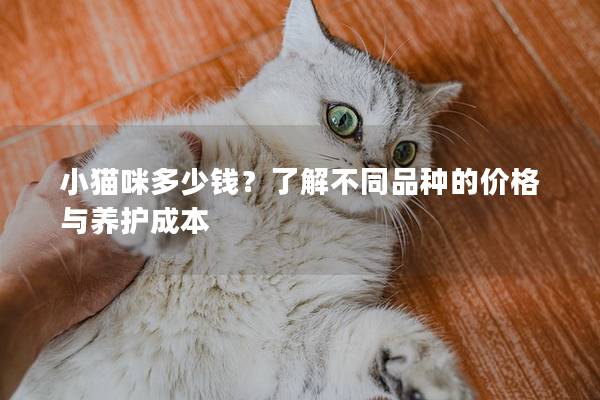 小猫咪多少钱？了解不同品种的价格与养护成本