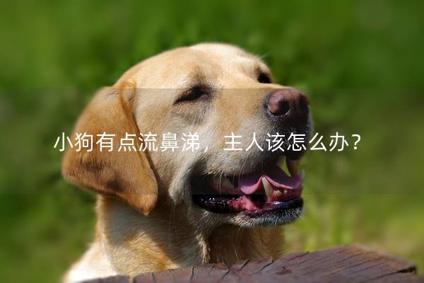 小狗有点流鼻涕，主人该怎么办？
