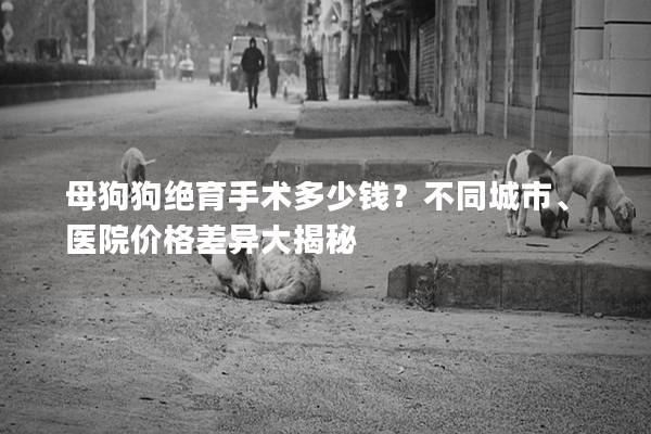 母狗狗绝育手术多少钱？不同城市、医院价格差异大揭秘