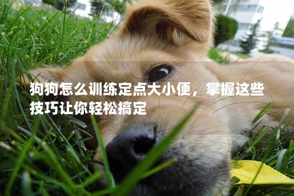 狗狗怎么训练定点大小便，掌握这些技巧让你轻松搞定