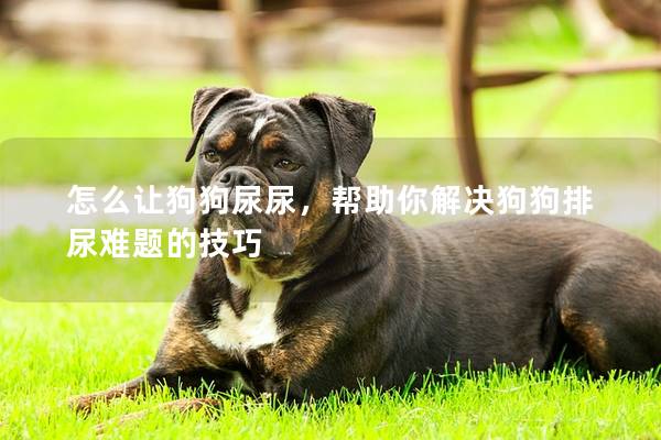 怎么让狗狗尿尿，帮助你解决狗狗排尿难题的技巧