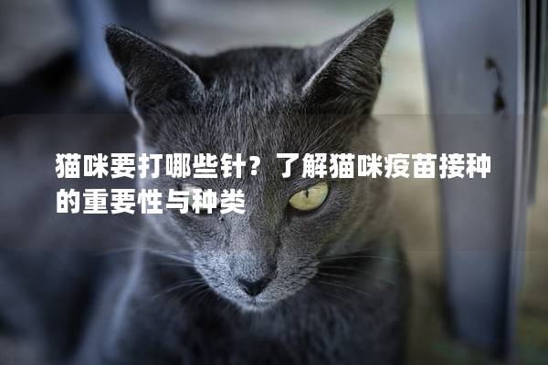 猫咪要打哪些针？了解猫咪疫苗接种的重要性与种类