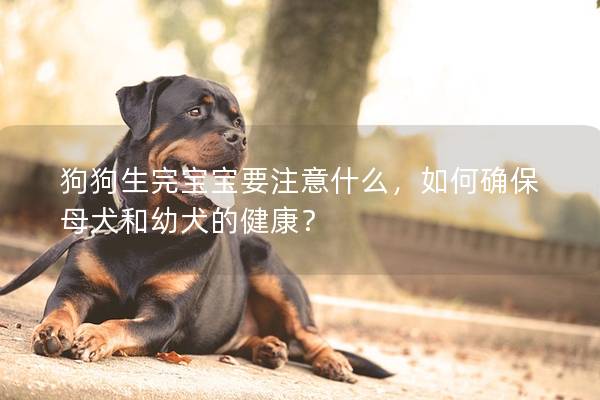 狗狗生完宝宝要注意什么，如何确保母犬和幼犬的健康？