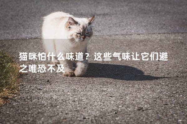猫咪怕什么味道？这些气味让它们避之唯恐不及