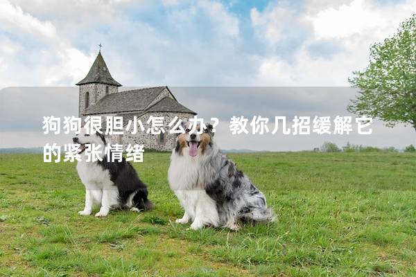 狗狗很胆小怎么办？教你几招缓解它的紧张情绪
