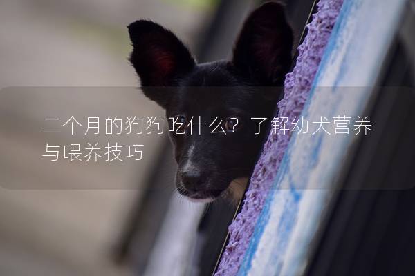 二个月的狗狗吃什么？了解幼犬营养与喂养技巧