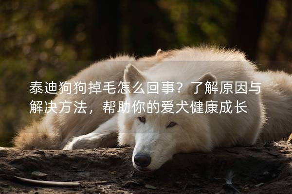 泰迪狗狗掉毛怎么回事？了解原因与解决方法，帮助你的爱犬健康成长