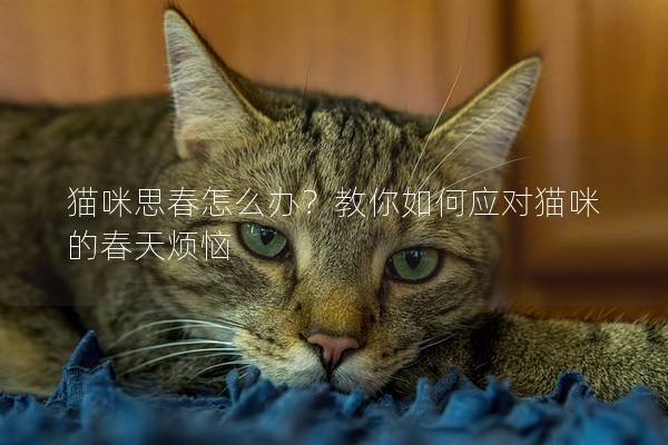 猫咪思春怎么办？教你如何应对猫咪的春天烦恼