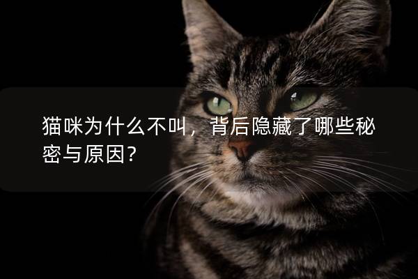 猫咪为什么不叫，背后隐藏了哪些秘密与原因？