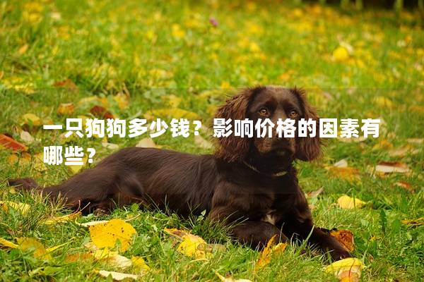 一只狗狗多少钱？影响价格的因素有哪些？