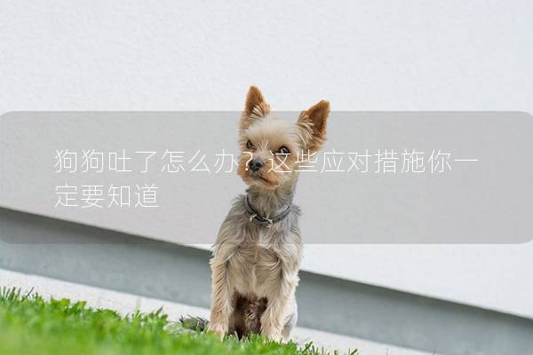 狗狗吐了怎么办？这些应对措施你一定要知道