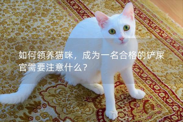 如何领养猫咪，成为一名合格的铲屎官需要注意什么？