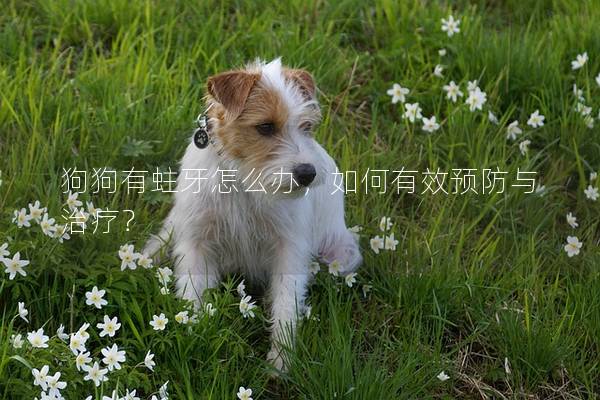 狗狗有蛀牙怎么办，如何有效预防与治疗？