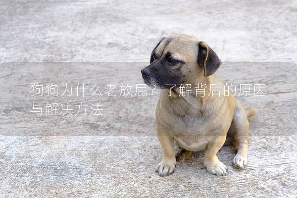 狗狗为什么老放屁？了解背后的原因与解决方法
