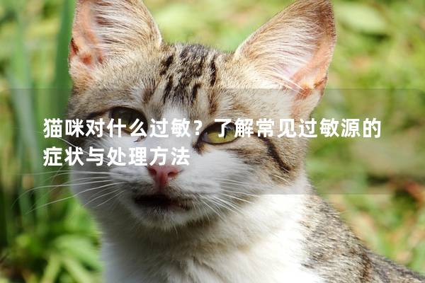 猫咪对什么过敏？了解常见过敏源的症状与处理方法