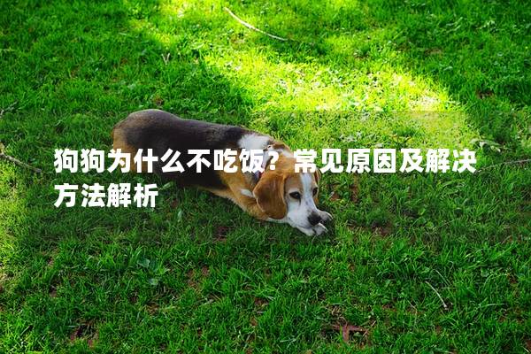 狗狗为什么不吃饭？常见原因及解决方法解析