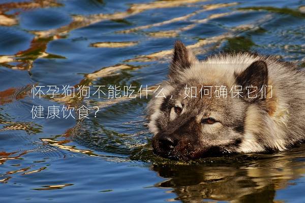 怀孕狗狗不能吃什么，如何确保它们健康饮食？