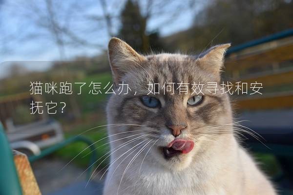 猫咪跑了怎么办，如何有效寻找和安抚它？