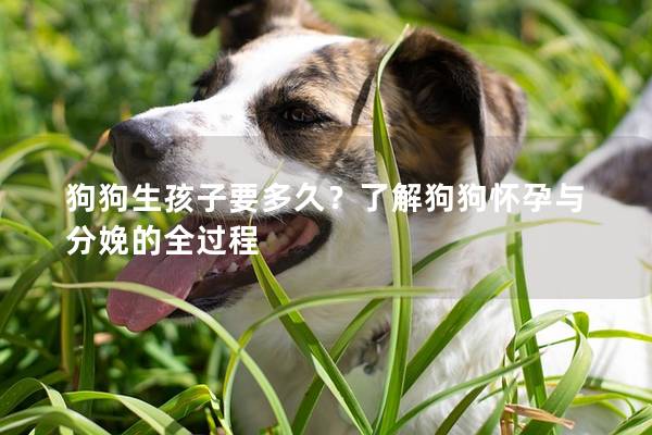 狗狗生孩子要多久？了解狗狗怀孕与分娩的全过程