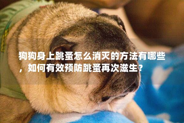 狗狗身上跳蚤怎么消灭的方法有哪些，如何有效预防跳蚤再次滋生？
