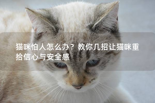 猫咪怕人怎么办？教你几招让猫咪重拾信心与安全感