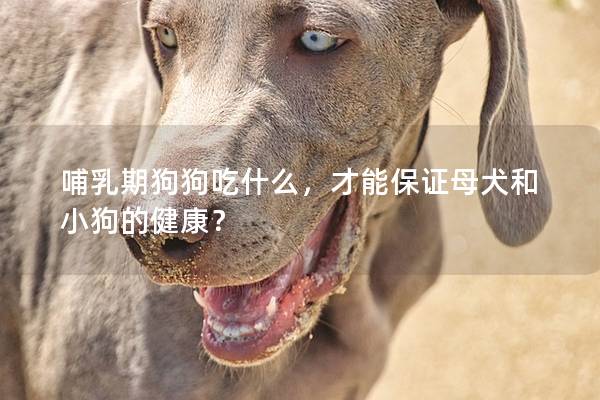 哺乳期狗狗吃什么，才能保证母犬和小狗的健康？
