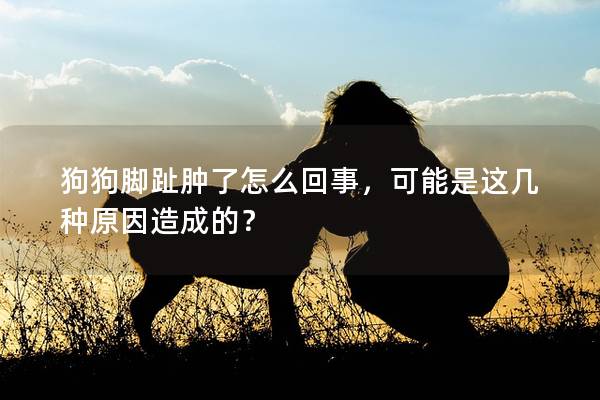 狗狗脚趾肿了怎么回事，可能是这几种原因造成的？