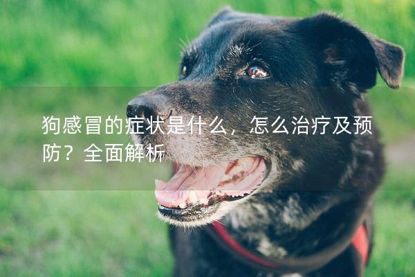 狗感冒的症状是什么，怎么治疗及预防？全面解析