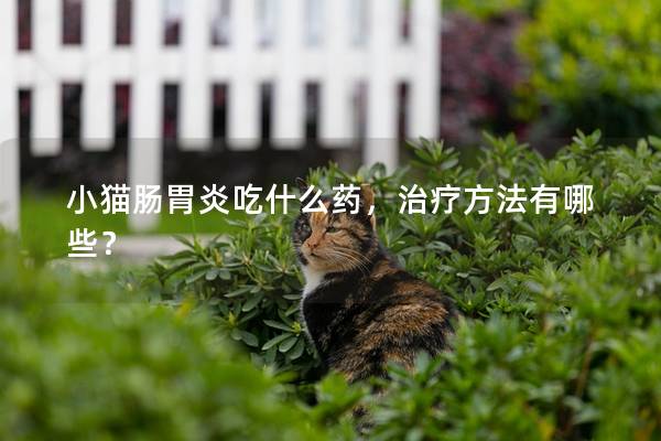 小猫肠胃炎吃什么药，治疗方法有哪些？