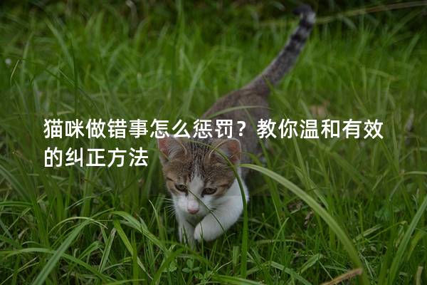 猫咪做错事怎么惩罚？教你温和有效的纠正方法