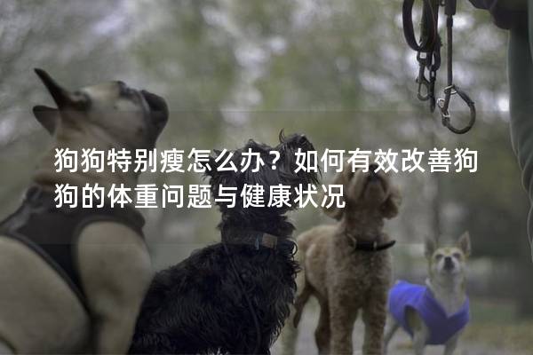 狗狗特别瘦怎么办？如何有效改善狗狗的体重问题与健康状况