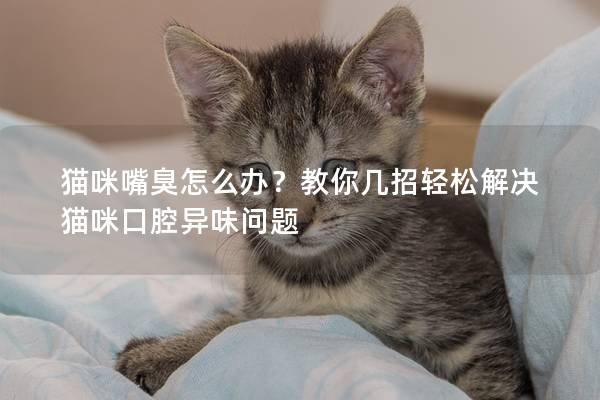 猫咪嘴臭怎么办？教你几招轻松解决猫咪口腔异味问题