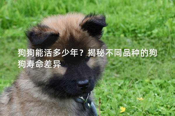 狗狗能活多少年？揭秘不同品种的狗狗寿命差异