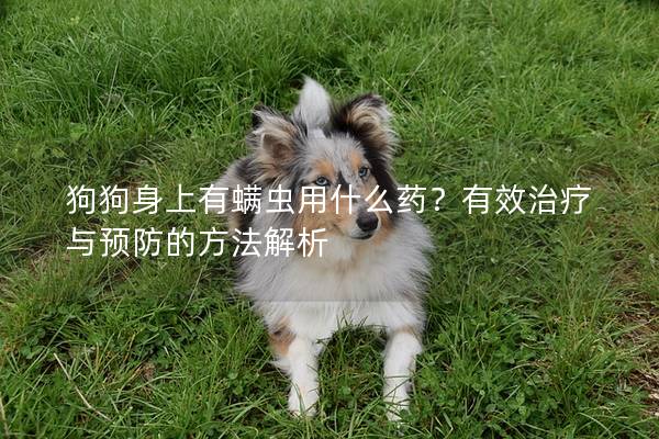 狗狗身上有螨虫用什么药？有效治疗与预防的方法解析