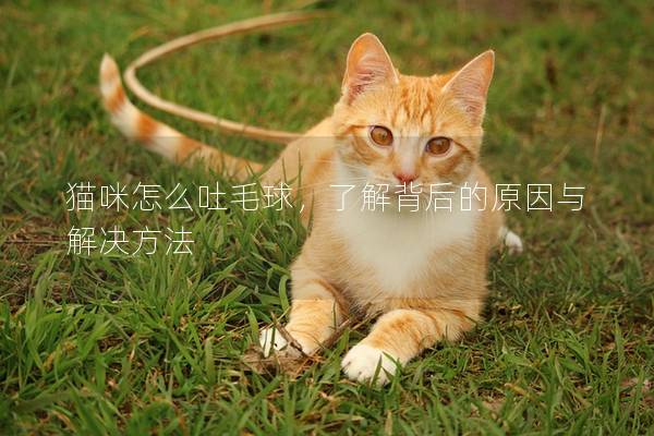 猫咪怎么吐毛球，了解背后的原因与解决方法