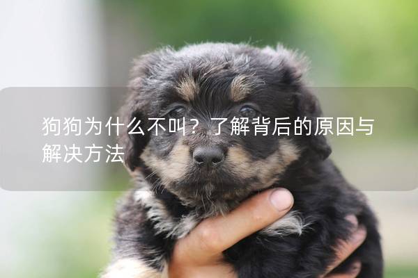 狗狗为什么不叫？了解背后的原因与解决方法