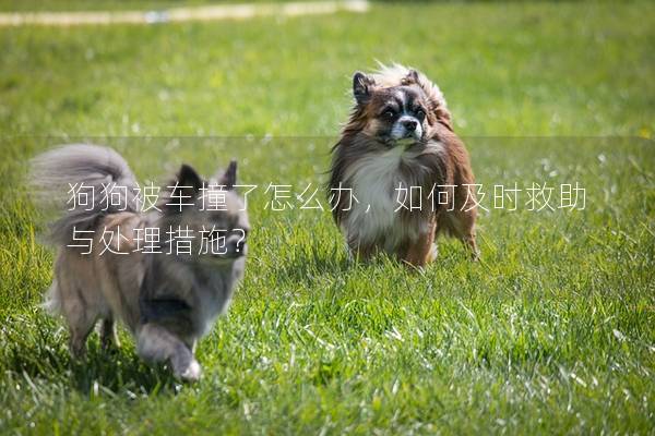 狗狗被车撞了怎么办，如何及时救助与处理措施？