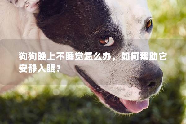狗狗晚上不睡觉怎么办，如何帮助它安静入眠？