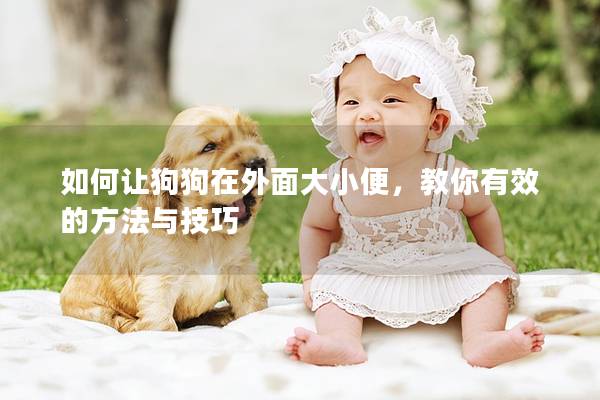 如何让狗狗在外面大小便，教你有效的方法与技巧