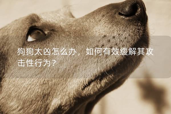 狗狗太凶怎么办，如何有效缓解其攻击性行为？