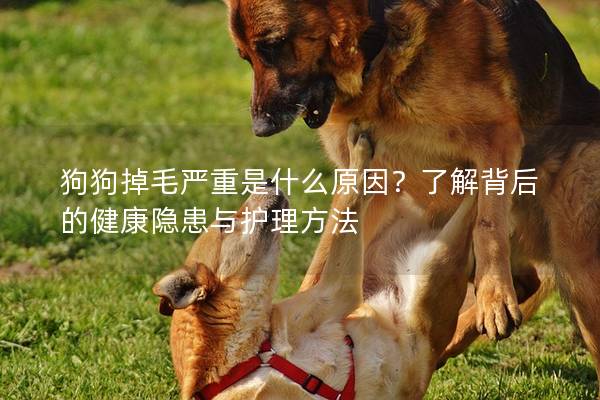 狗狗掉毛严重是什么原因？了解背后的健康隐患与护理方法