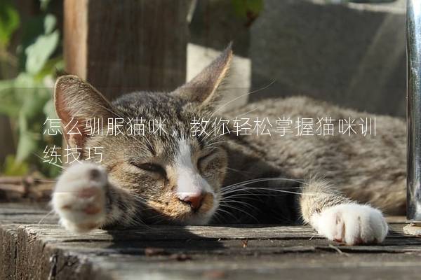 怎么驯服猫咪，教你轻松掌握猫咪训练技巧