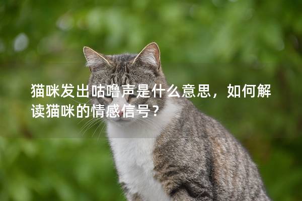 猫咪发出咕噜声是什么意思，如何解读猫咪的情感信号？