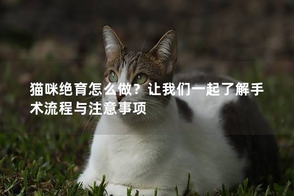 猫咪绝育怎么做？让我们一起了解手术流程与注意事项