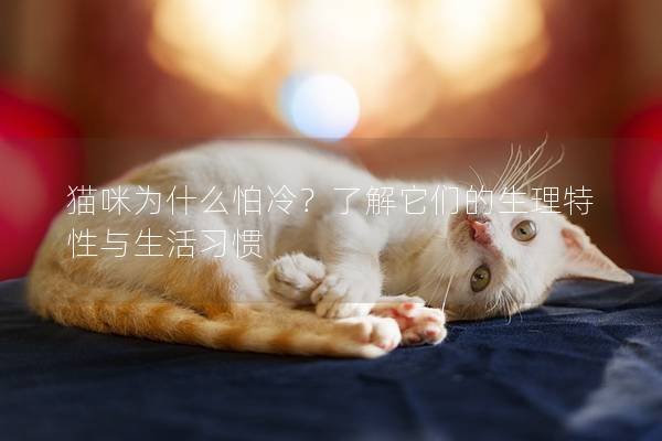猫咪为什么怕冷？了解它们的生理特性与生活习惯