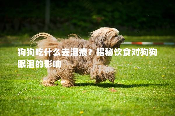 狗狗吃什么去泪痕？揭秘饮食对狗狗眼泪的影响